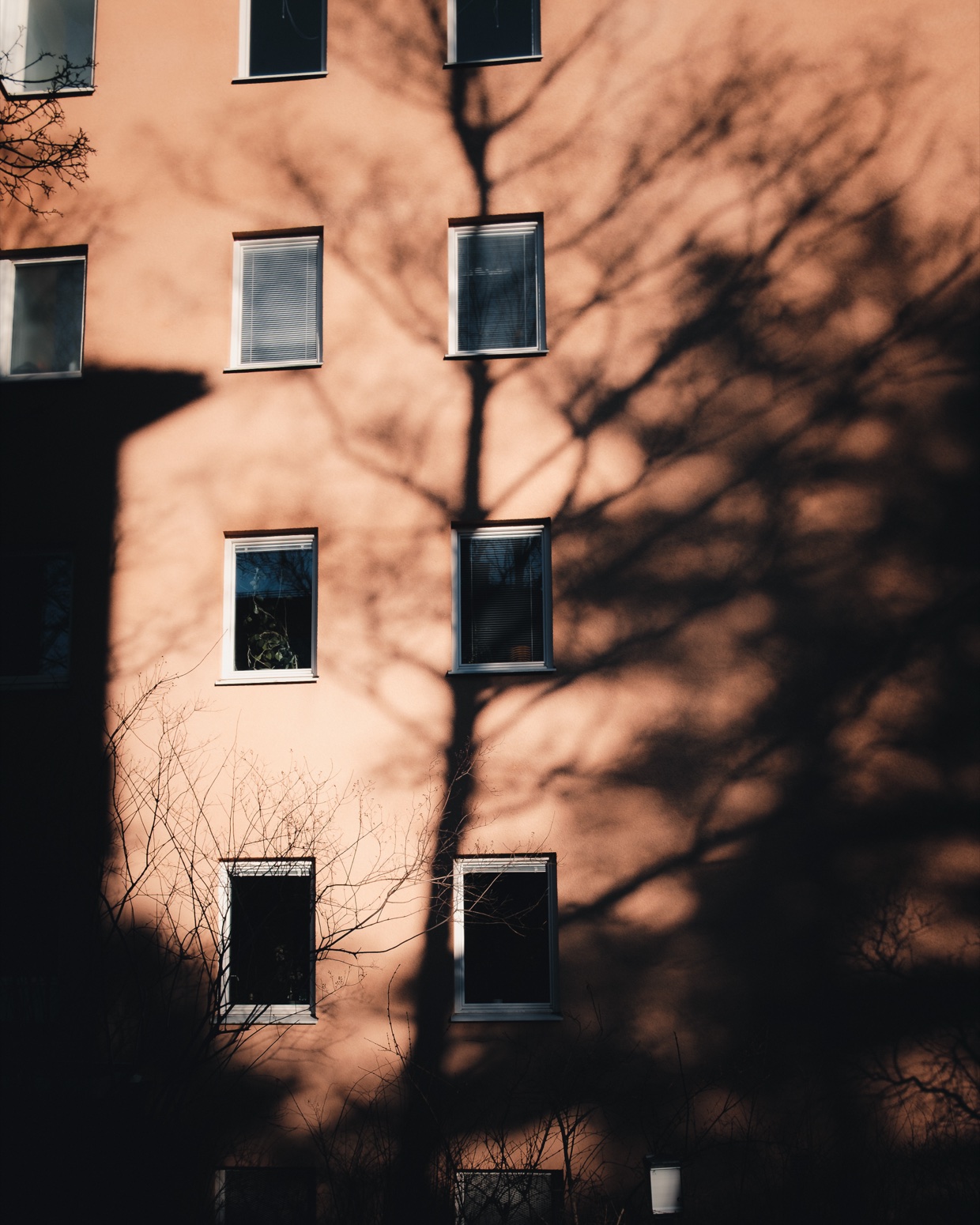Warm terracotta building facade with dark branching tree shadows across geometrically repeated windows
